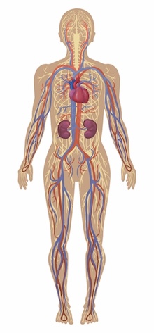 A diagram of a human body Description automatically generated