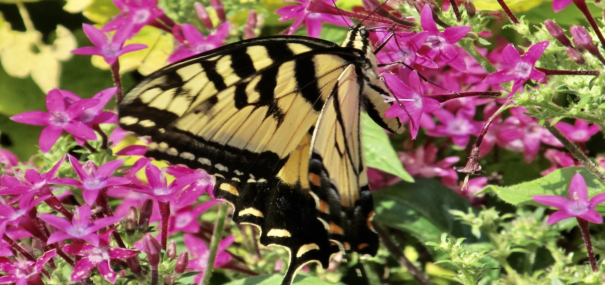 Home Dialysis Banner