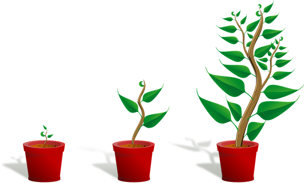 Sapling, Plant, Growing, Seedling, Growth, Potted Plant