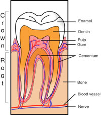 Tooth diagram